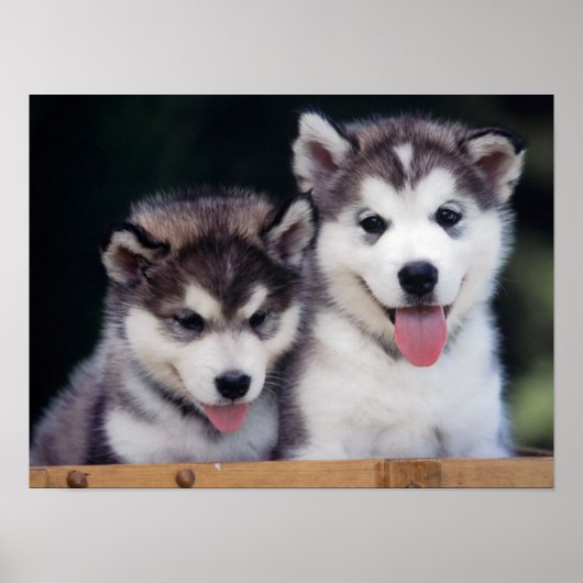 Husky Puppy Poster (Vorne)