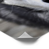 Husky Puppy Poster (Ecke)