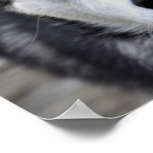 Husky Puppy Poster (Ecke)