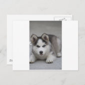 Husky Puppy Postkarte (Vorne/Hinten)