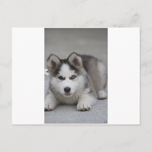 Husky Puppy Postkarte (Vorderseite)