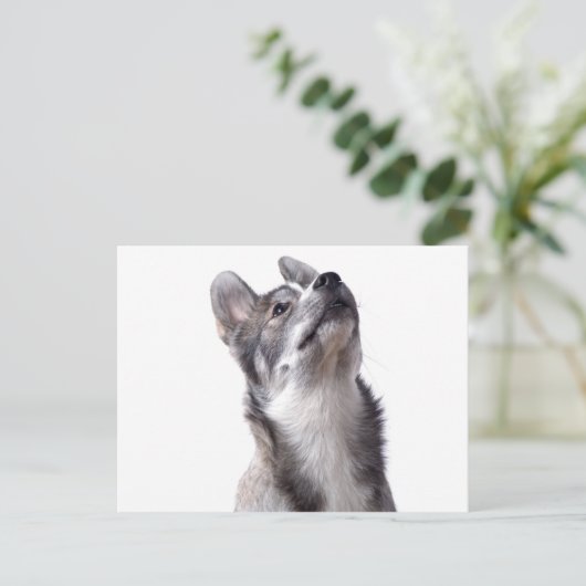 Husky puppy postkarte (Stehend Vorderseite)