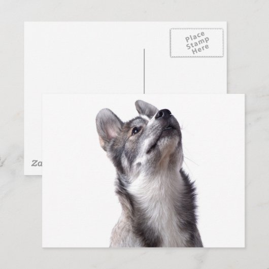 Husky puppy postkarte (Vorne/Hinten)
