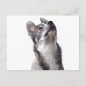 Husky puppy postkarte (Vorderseite)