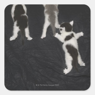 Husky Puppy Quadratischer Aufkleber