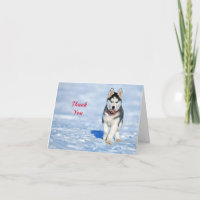 Husky Puppy Snow Foto