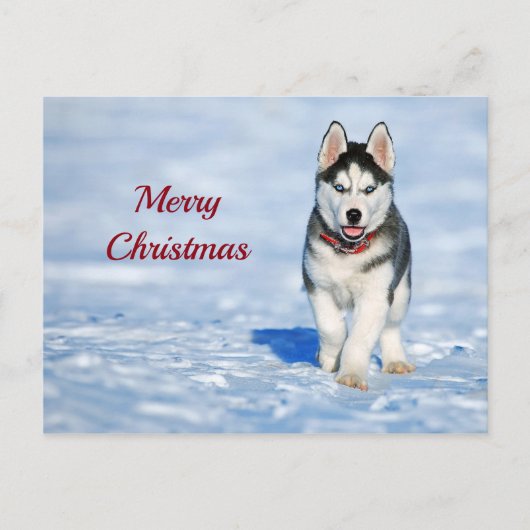 Husky Puppy Snow Foto Weihnachten Postkarte (Vorderseite)