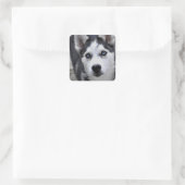 Husky Puppy Stickers (Tasche)