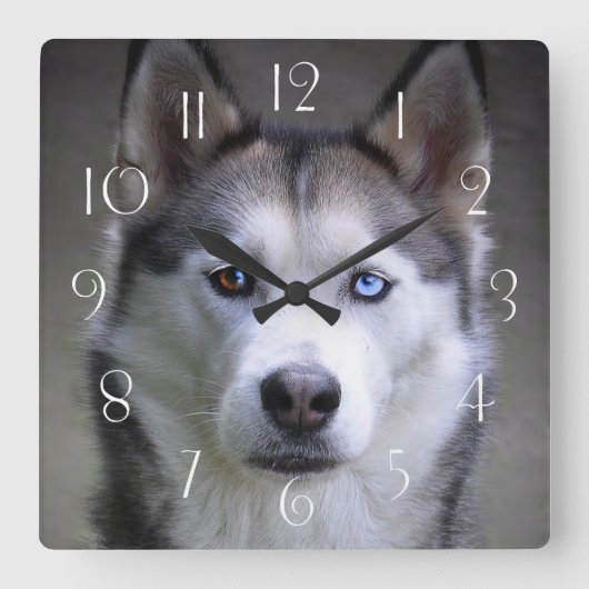 Husky Quadratische Wanduhr (Vorderseite)