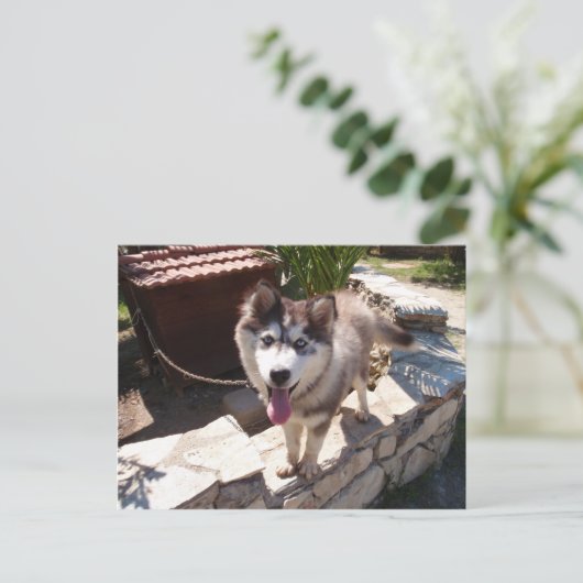 Husky Sam Postkarte (Stehend Vorderseite)