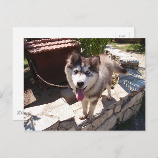 Husky Sam Postkarte (Vorne/Hinten)