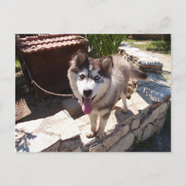Husky Sam Postkarte