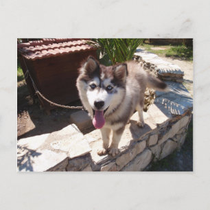 Husky Sam Postkarte