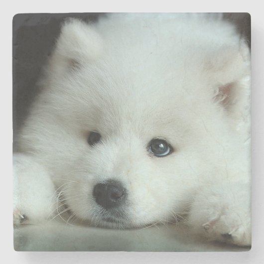 Husky Steinuntersetzer (Vorderseite)
