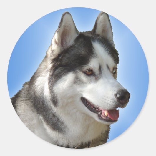Husky Stickers Siberian Husky Malamute Stickers (Vorderseite)