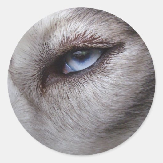 Husky Stickers Siberian Husky Malamute Stickers (Vorderseite)