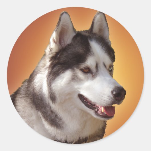 Husky Stickers Siberian Husky Malamute Stickers (Vorderseite)