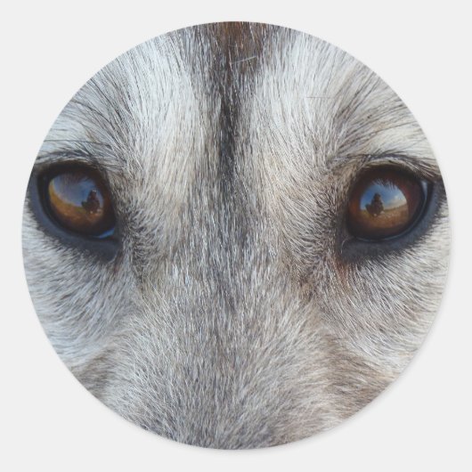 Husky Stickers Siberian Husky Wolf Aufkleber (Vorderseite)