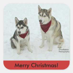 Husky-Weihnachtsaufkleber Quadratischer Aufkleber