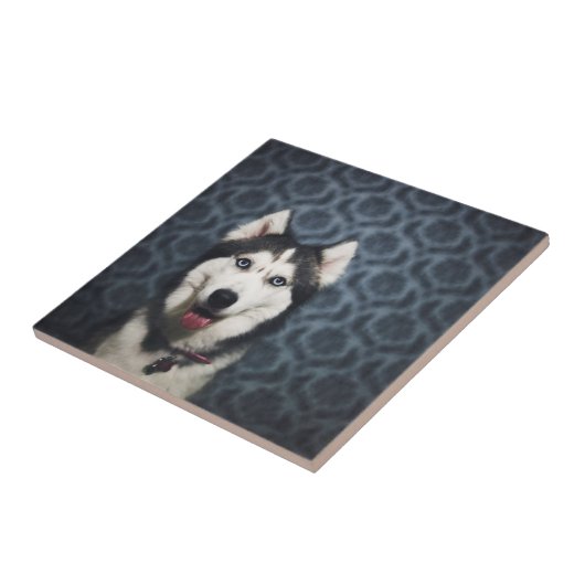 Husky Welpe Pop mit dunklem Background Fliese (Seite)