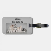 Husky-Welpen auf Gepäckanhänger (Rückseite horizontal)