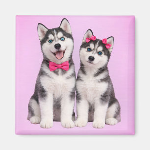 Husky-Welpenliebe-Valentinsmagnet Magnet