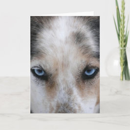 Huskyblau Augen Grußkarte Karte