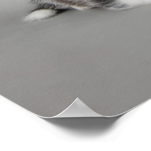 Huskys Poster (Ecke)