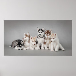 Huskys Poster