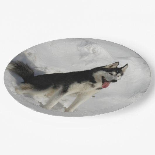 Huskysitzen Pappteller (Schrägansicht)