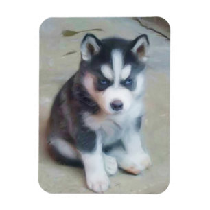Huskywelpe Magnet