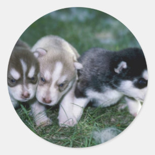 Huskywelpen, 3 Wochen Runder Aufkleber