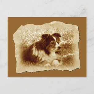 Hütehund im Vintage-Sepia-Look Postkarte