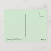 Hütte Daisy Postcross Postcard Postkarte (Rückseite)