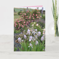 Hütte Garden Irische Rose Schöne Blumenkarte