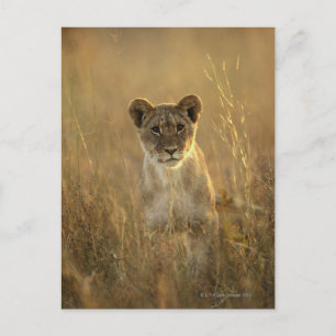 Hwange National Park, Simbabwe. Postkarte