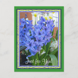 Hyacinth Blau Postkarte
