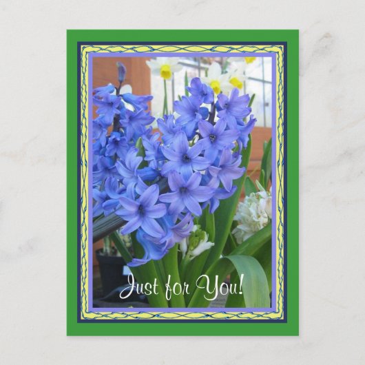 Hyacinth Blau Postkarte (Vorderseite)