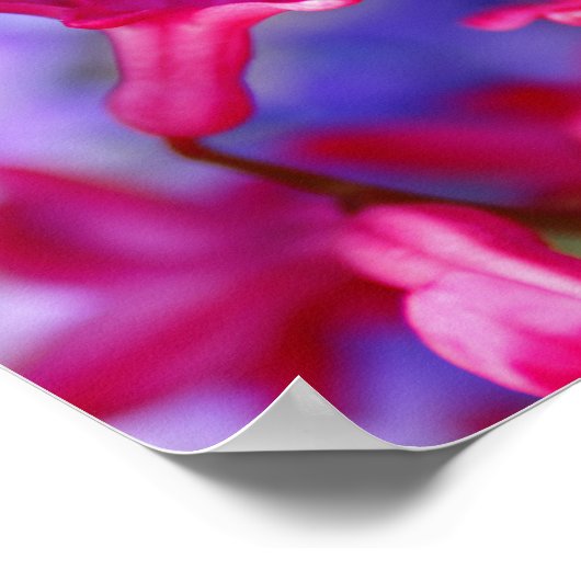 Hyacinth-Blume Poster (Ecke)