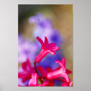 Hyacinth-Blume Poster