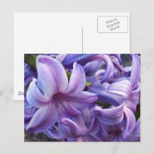 Hyacinth Blume Postkarte (Vorne/Hinten)