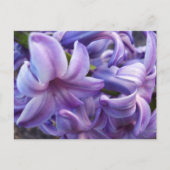 Hyacinth Blume Postkarte (Vorderseite)