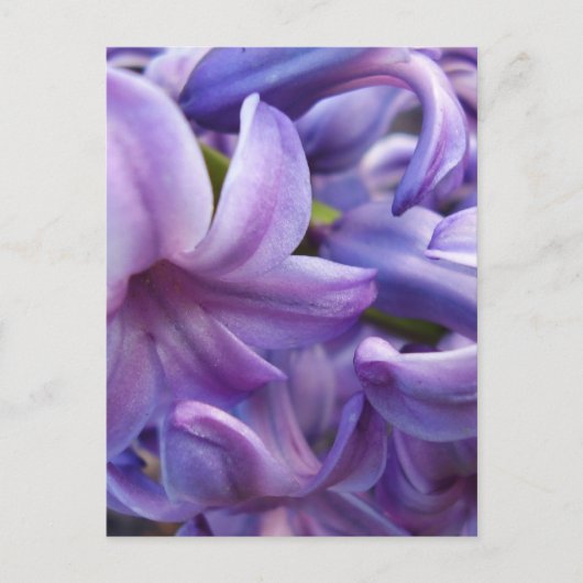 Hyacinth Blume Postkarte (Vorderseite)