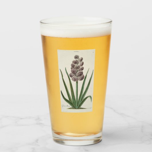Hyacinth Blume (von Johann Michael Seligmann) Glas (Vorne (Gefüllt))