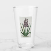 Hyacinth Blume (von Johann Michael Seligmann) Glas (Vorderseite)