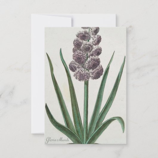 Hyacinth Blume (von Johann Michael Seligmann) Karte (Vorderseite)