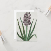 Hyacinth Blume (von Johann Michael Seligmann) Karte (Vorderseite/Rückseite Beispiel)