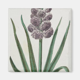 Hyacinth Blume (von Johann Michael Seligmann) Magnet