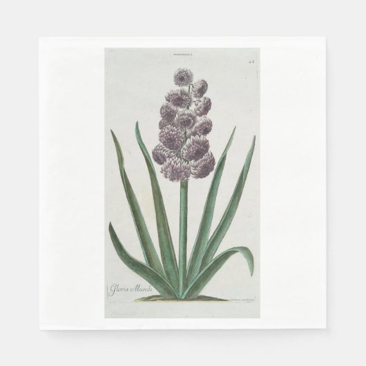 Hyacinth Blume (von Johann Michael Seligmann) Serviette (Vorderseite)