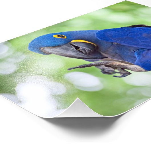 Hyacinth Macaw Bird Fotodruck (Ecke)